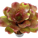 (観葉植物)ネオレゲリア ’マエストラ ヴィダ’ 2号(1株)