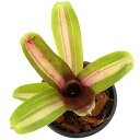 (観葉植物)ネオレゲリア キリフネ 2号(1株)