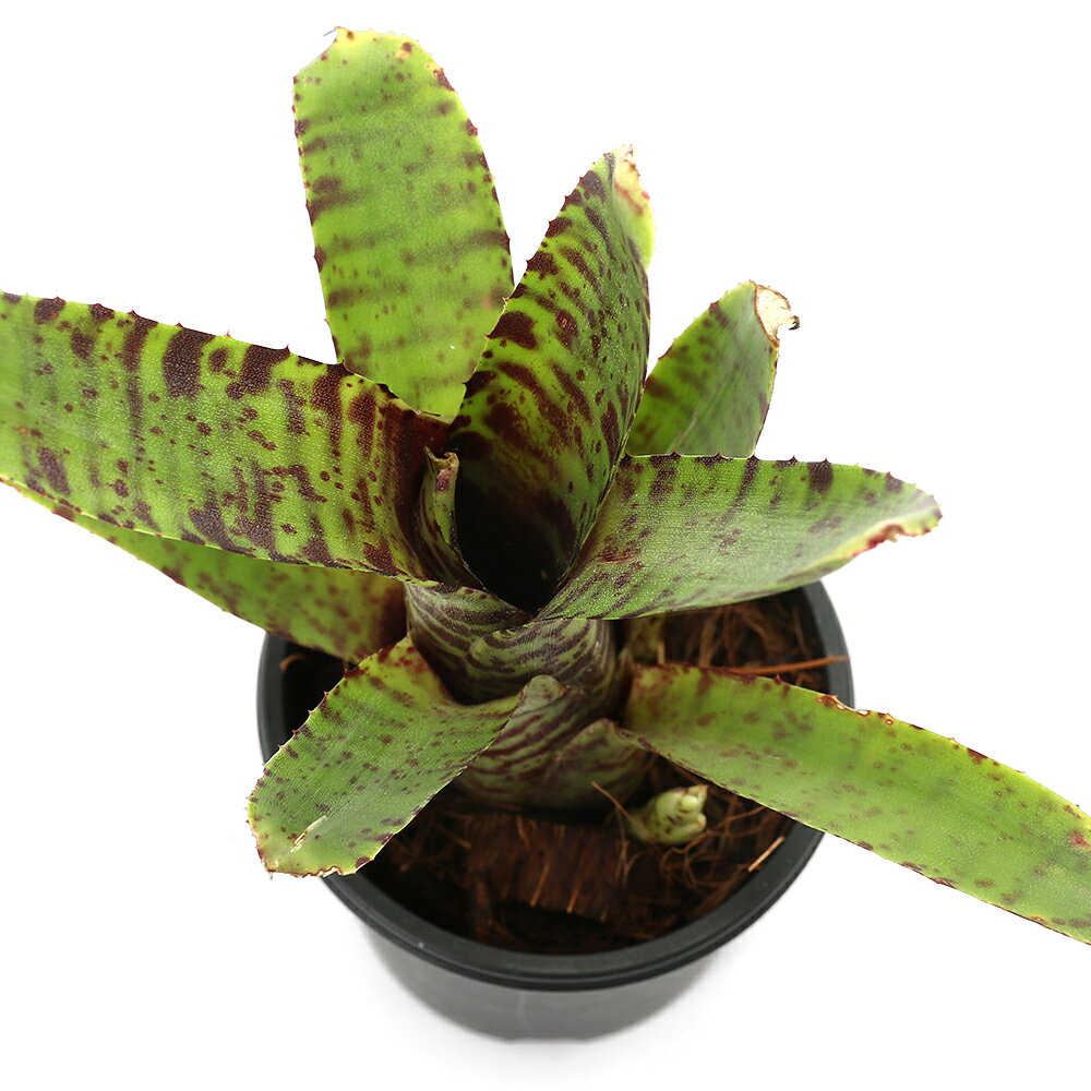 （観葉植物）ネオレゲリア スプラング ジュピター 2号（1株）