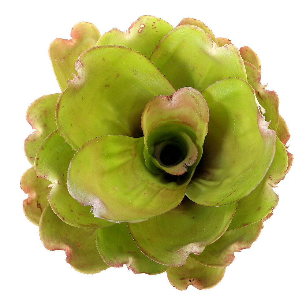 （観葉植物）ネオレゲリア ヴィエン ピング ローズ 3号（1株）