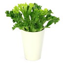 (観葉植物)シダ アスプレニウム レズリー 4号(1鉢)