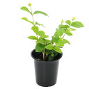 (観葉植物)マツリカ(茉莉花) 4号(1鉢)