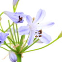 (観葉植物)アガパンサス サマーラブ パープル 3.5号(1ポット)花芽無し株