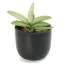 (観葉植物)サンスベリア ボンセレンシス プラチナム 4.5号(1鉢)