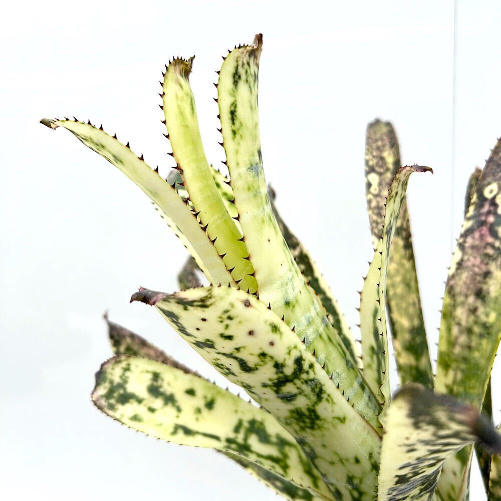 楽天市場】植物 ビルベルギア（花・観葉植物｜花・ガーデン・DIY）の通販