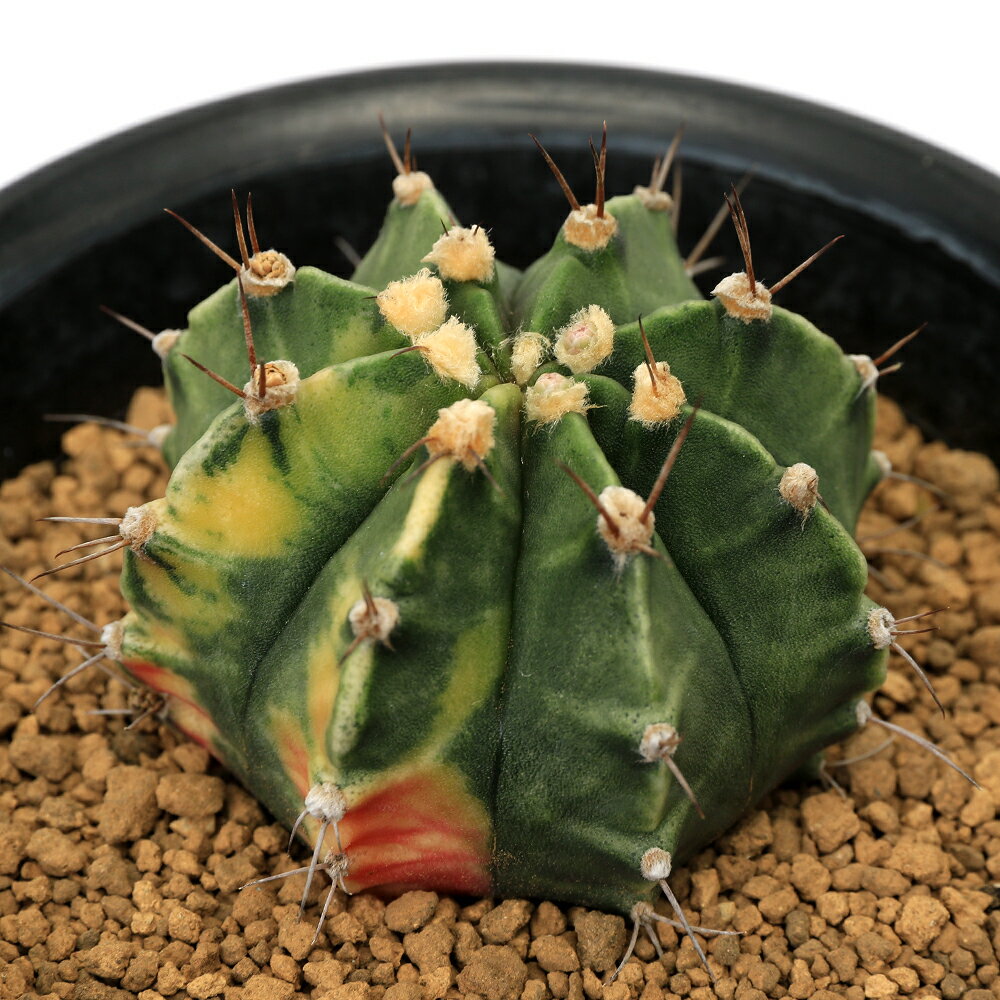Other Aquatic Plants - （多肉植物）一点物　サボテン　ギムノカリキウム　牡丹玉錦　4号（1鉢）