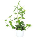 (観葉植物)ハイビスカス ロバツス 3.5号(1ポット) ハイビスカス