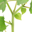 (観葉植物)野菜苗 食用ホオヅキ アップルベリー 3.5号(1ポット) 家庭菜園