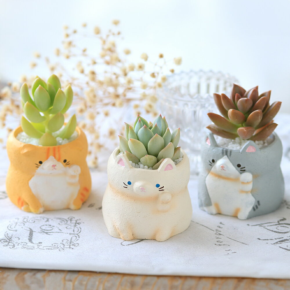 楽天市場】多肉植物 寄せ植え 猫の通販