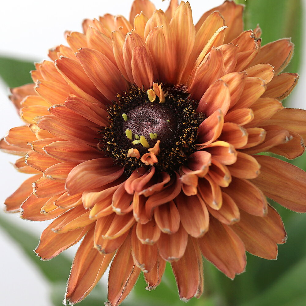 （観葉植物）ルドベキア　キャラメル　3．5号　花色おまかせ（1ポット）のサムネイル