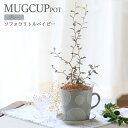 (観葉植物)ソフォラ リトルベイビー マグカップポット グレー(1鉢)受け皿付き メルヘンの木 インテリア 室内 プレゼント
