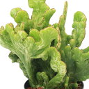 (多肉植物)ユーフォルビア ミルクデザイン(斑入りオンコクラータ綴化) 3号(1鉢)