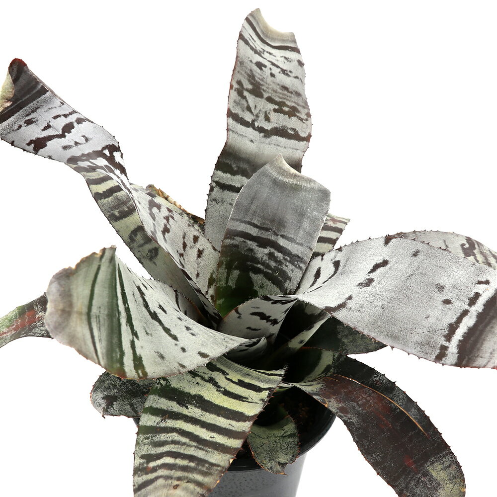 （観葉植物）エクメア チャンティニー ’ブラックアイス’ 5号（1鉢）タンクブロメリア