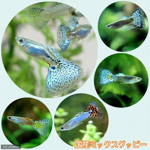 （熱帯魚）国産ミックスグッピー　オス（1匹）　北海道・九州航空便要保温
