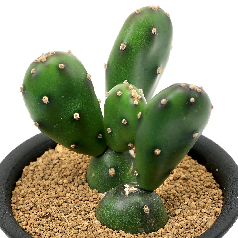 【希少★特売セール！】オプンチア群　(横幅　140cm！)/☆大型種☆特大サイズ 観葉植物 【希少☆特売セール！】オプンチア群 (横幅 140cm！)/☆大型