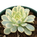 (多肉植物)エケベリア ピンクミニマ錦 3号(1鉢)