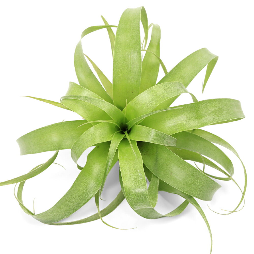 �ʴ��տ�ʪ�˥������ץ��ġ�����󥸥������ޥ󥵡�1����