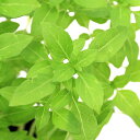 (観葉植物)ハーブ苗 バジル グリーク 3〜3.5号(1ポット) 家庭菜園 料理 ティー