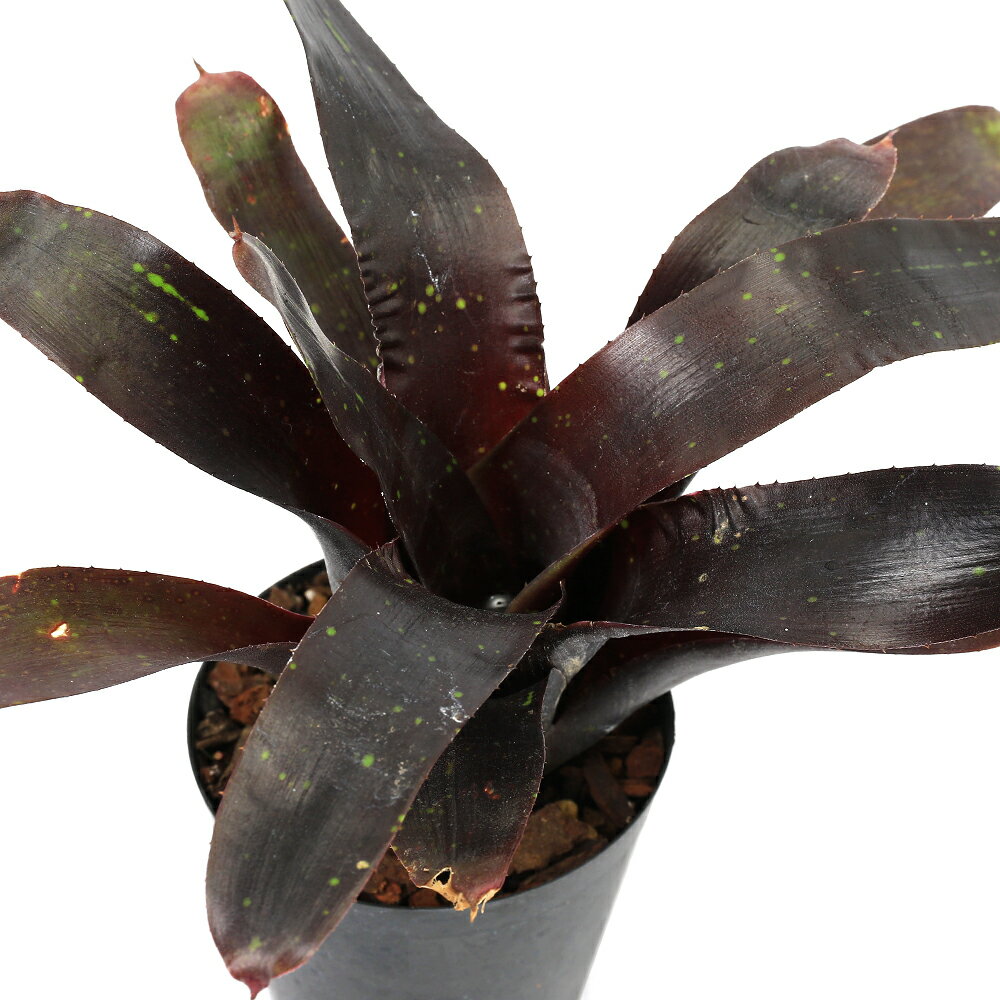 （観葉植物）ブロメリア ネオレゲリア ミッドナイト 3号（1株）