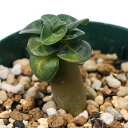 (多肉植物)アデニウム アラビカム 獅子葉(巻葉) 2.5号(1株)