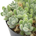 (多肉植物)セダム カシミアヒントニー 3号(1鉢)