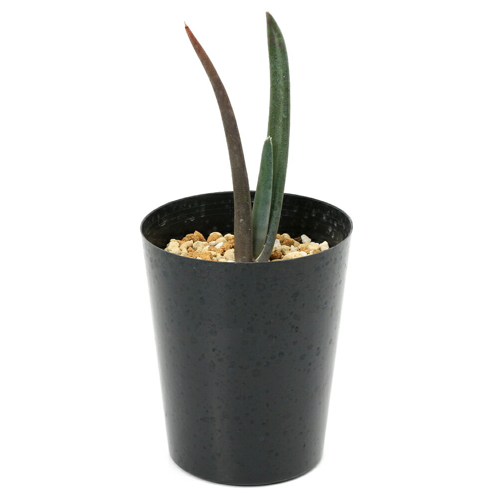 一点物アロエスザンナエ3号