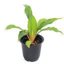 (観葉植物)クロロフィツム パリソタ 4号(1鉢)
