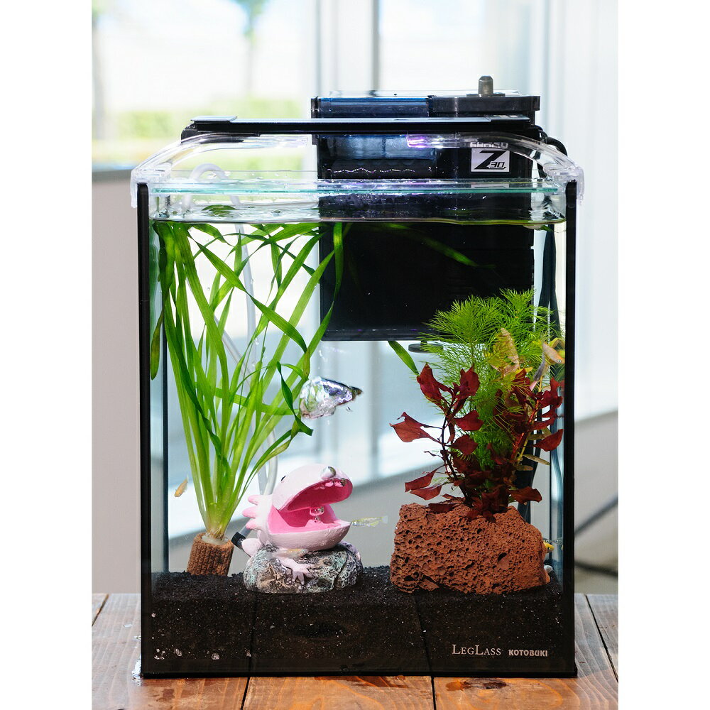 （めだか）（水草）簡単メダカ飼育水草レイアウトセット　ラメメダカ　ミックス付　25cm水槽　ウーパー..