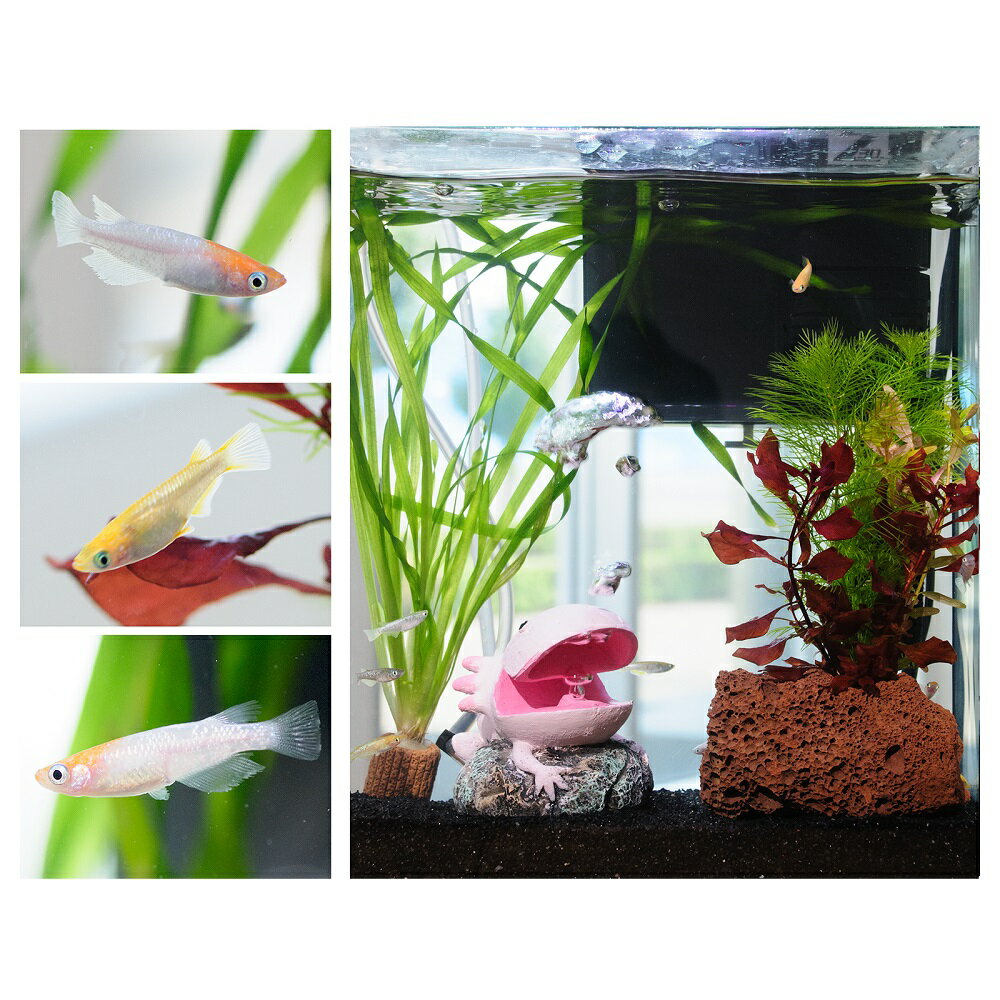 �ʤ�����ˡʿ���˴�ñ������������쥤�����ȥ��åȡ�����������ߥå����ա�25cm���塡�����ѡ��롼�ѡ�ver�����ܽ��͹����