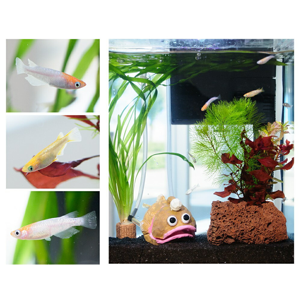 �ʤ�����ˡʿ���˴�ñ������������쥤�����ȥ��åȡ�����������ߥå����ա�25cm���塡���󥳥�ver�����ܽ��͹����