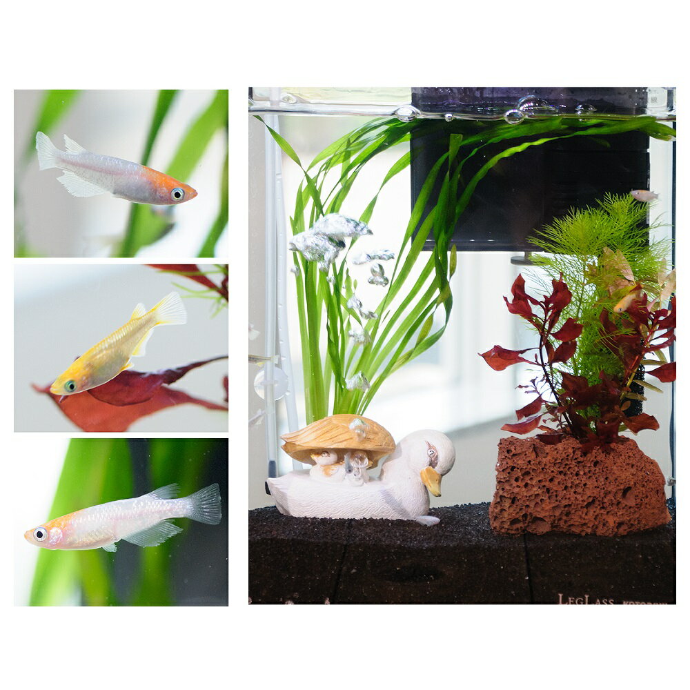 �ʤ�����ˡʿ���˴�ñ������������쥤�����ȥ��åȡ�����������ߥå����ա�25cm���塡���륬��ƻ�ver�����ܽ��͹����