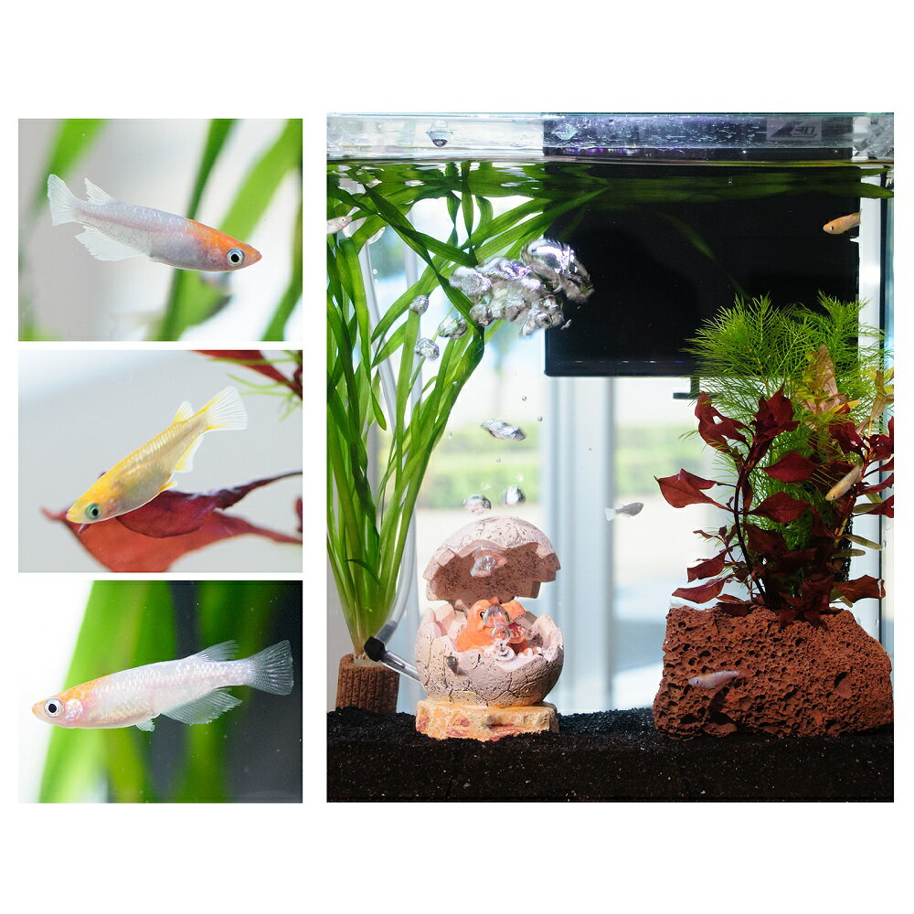 �ʤ�����ˡʿ���˴�ñ������������쥤�����ȥ��åȡ�����������ߥå����ա�25cm���塡��ε����ver�����ܽ��͹����