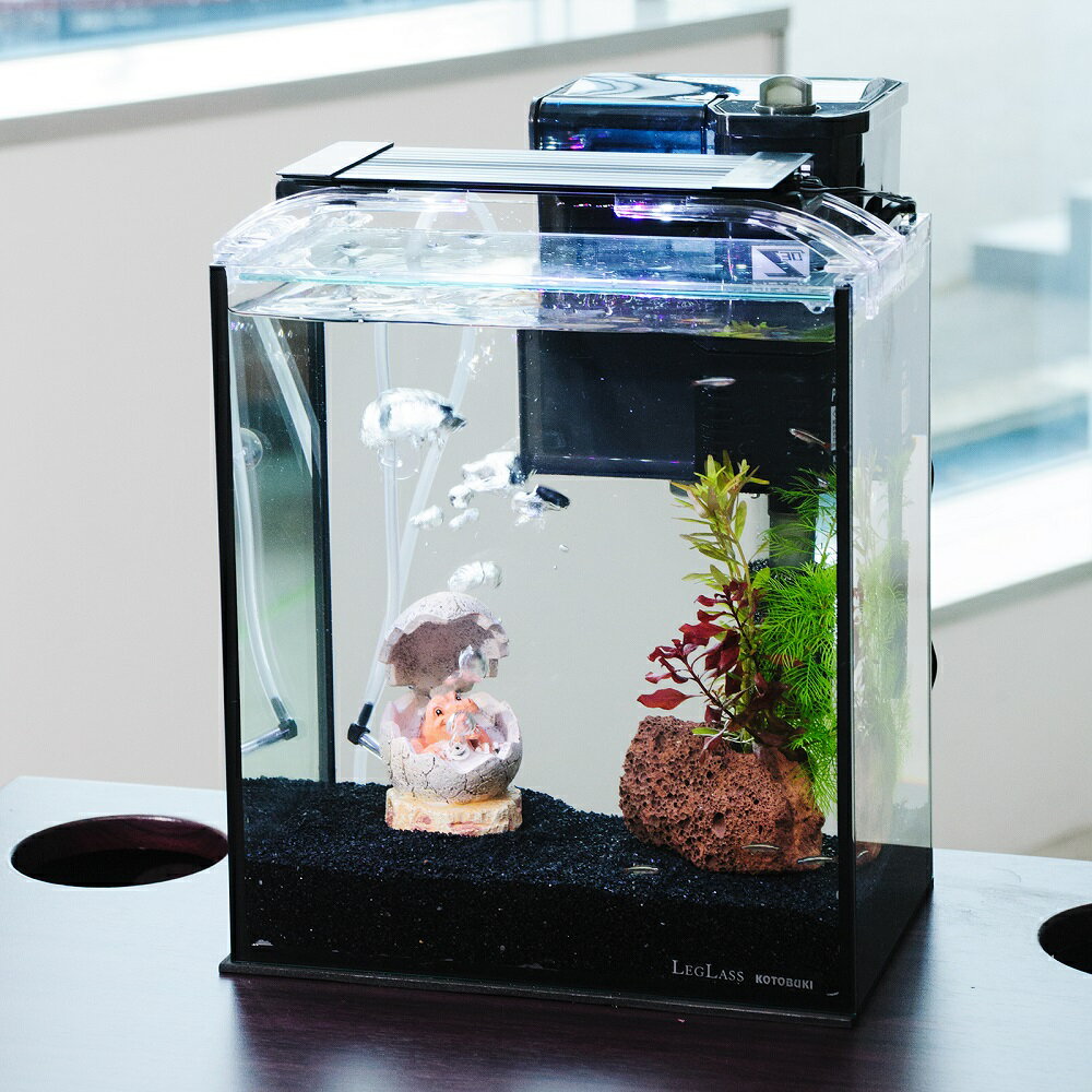 （熱帯魚）（水草）簡単アカヒレ飼育水草レイアウトセット　アカヒレ　Sサイズ付　25cm水槽　恐竜の卵v..