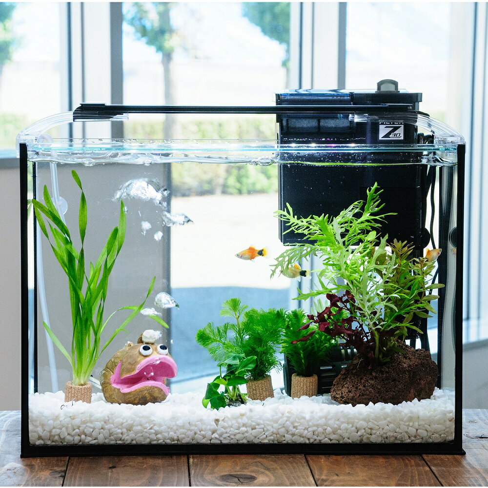 （熱帯魚）（水草）簡単イエローミッキーマウスプラティ飼育水草レイアウトセット　40cm水槽　アンコウ..