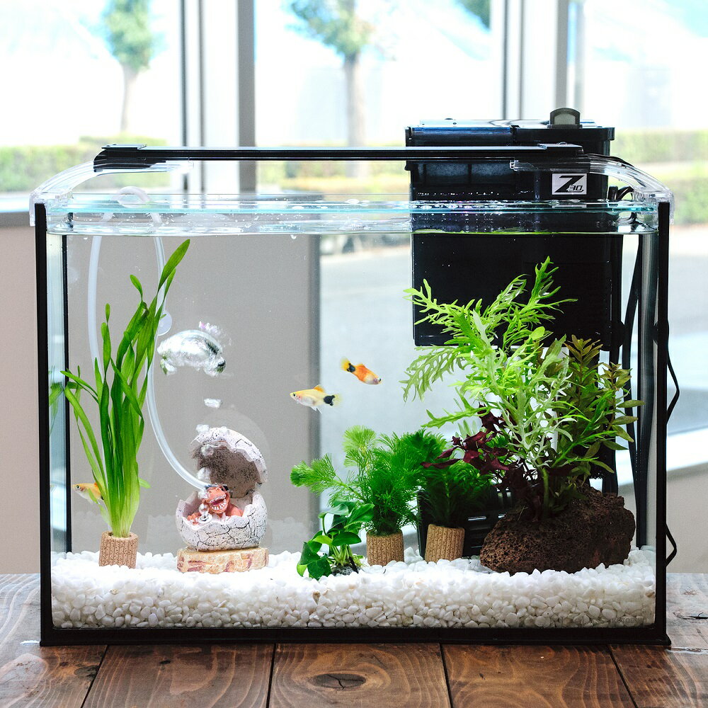 （熱帯魚）（水草）簡単イエローミッキーマウスプラティ飼育水草レイアウトセット　40cm水槽　恐竜の卵..