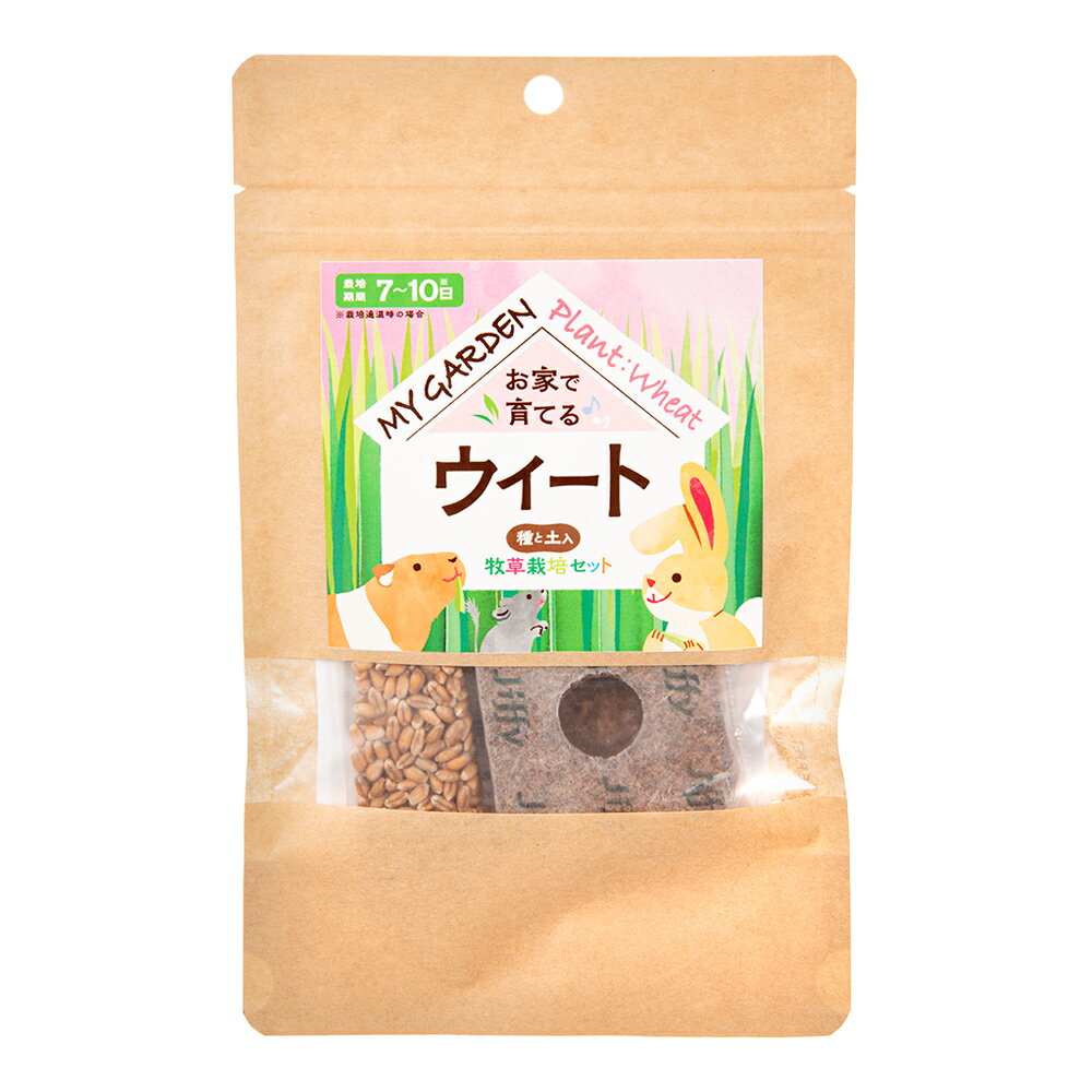 イースター　マイガーデン　牧草栽培セット　ウィート　小麦　関東当日便