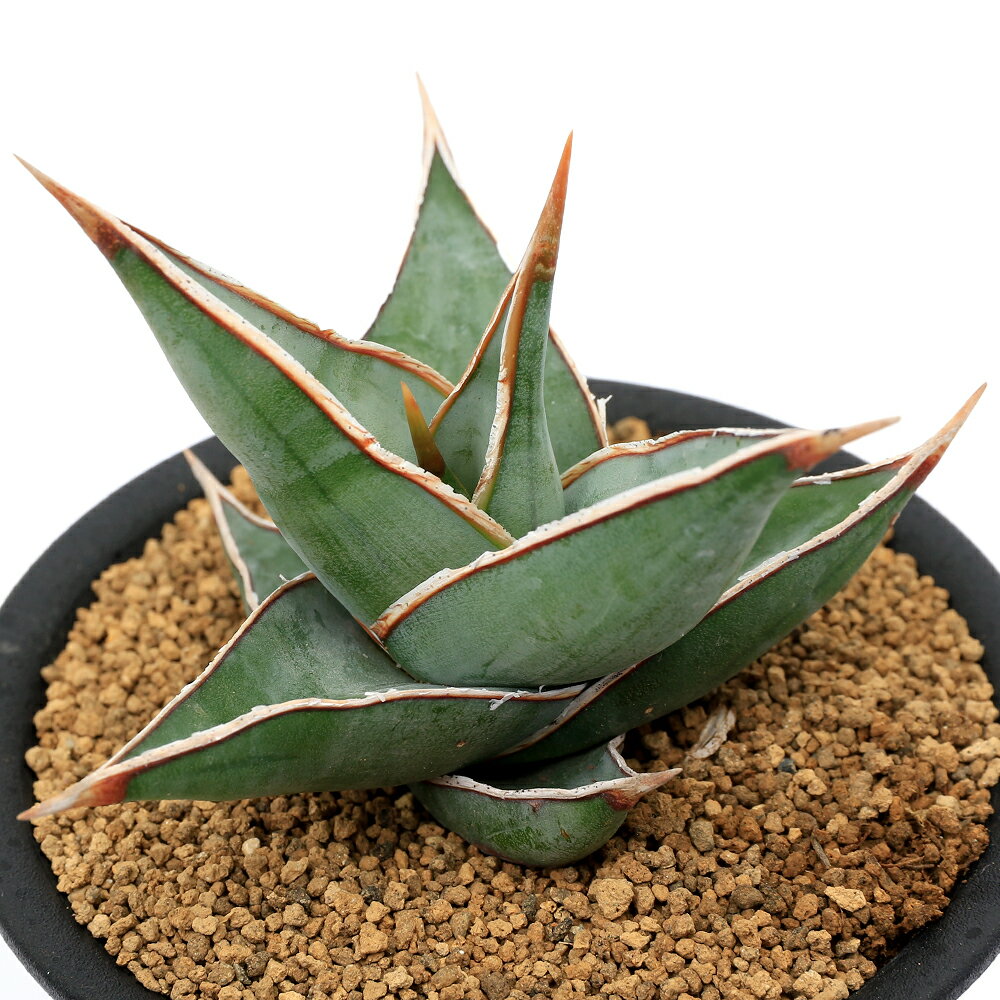 （多肉植物）サンスベリア ピングイキュラ 3号（1鉢）