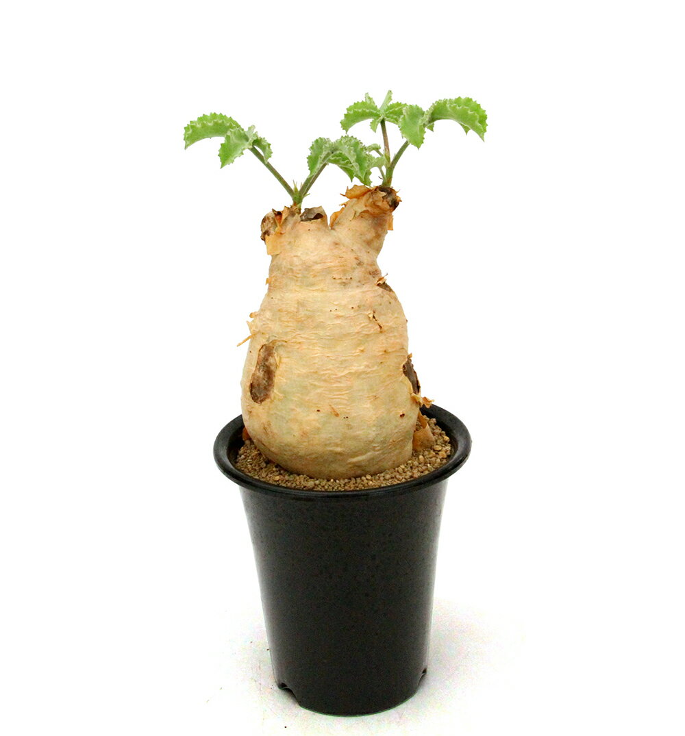 （観葉植物）一点物 キフォステンマ ウター マクロプス 5号 現地株 キズ・欠けあり 発根済（1株）（357374）コーデックス