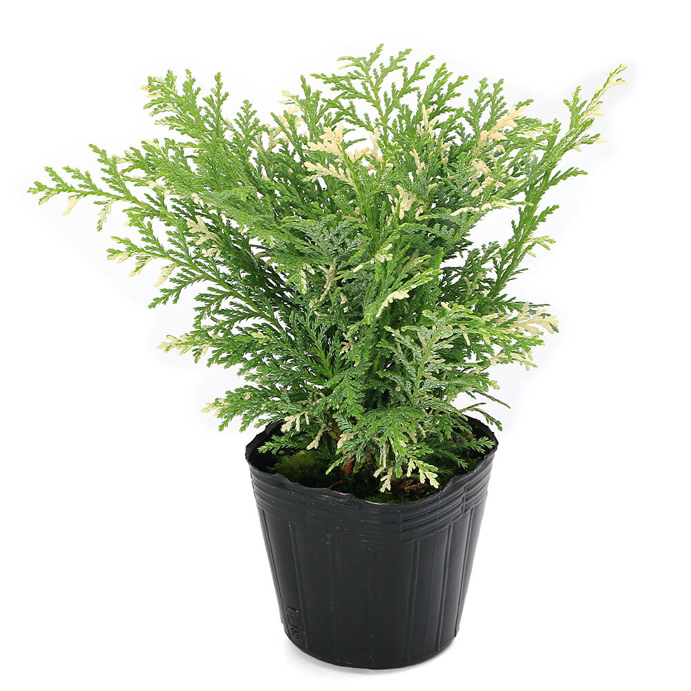 （観葉植物）コニファー グロボーサ バリエガータ 3号（1ポット）