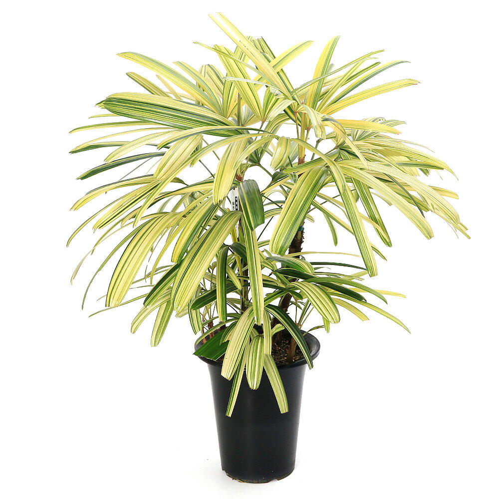 （観葉植物）大型 インテリア ヤシ カンノンチク（観音竹）南山錦 6号（1鉢）