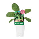 (観葉植物)カゴメ 野菜苗 芽キャベツ ベビーシュー 3号(1ポット) 家庭菜園