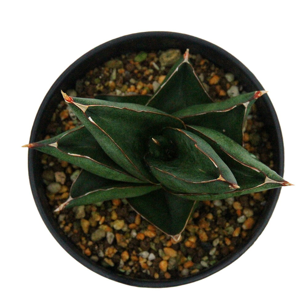 （観葉植物）一点物　サンスベリア　オペラハウス　4号（1鉢）