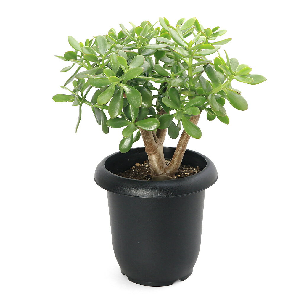 （多肉植物）クラッスラ 花月（金のなる木） 8号（1鉢）