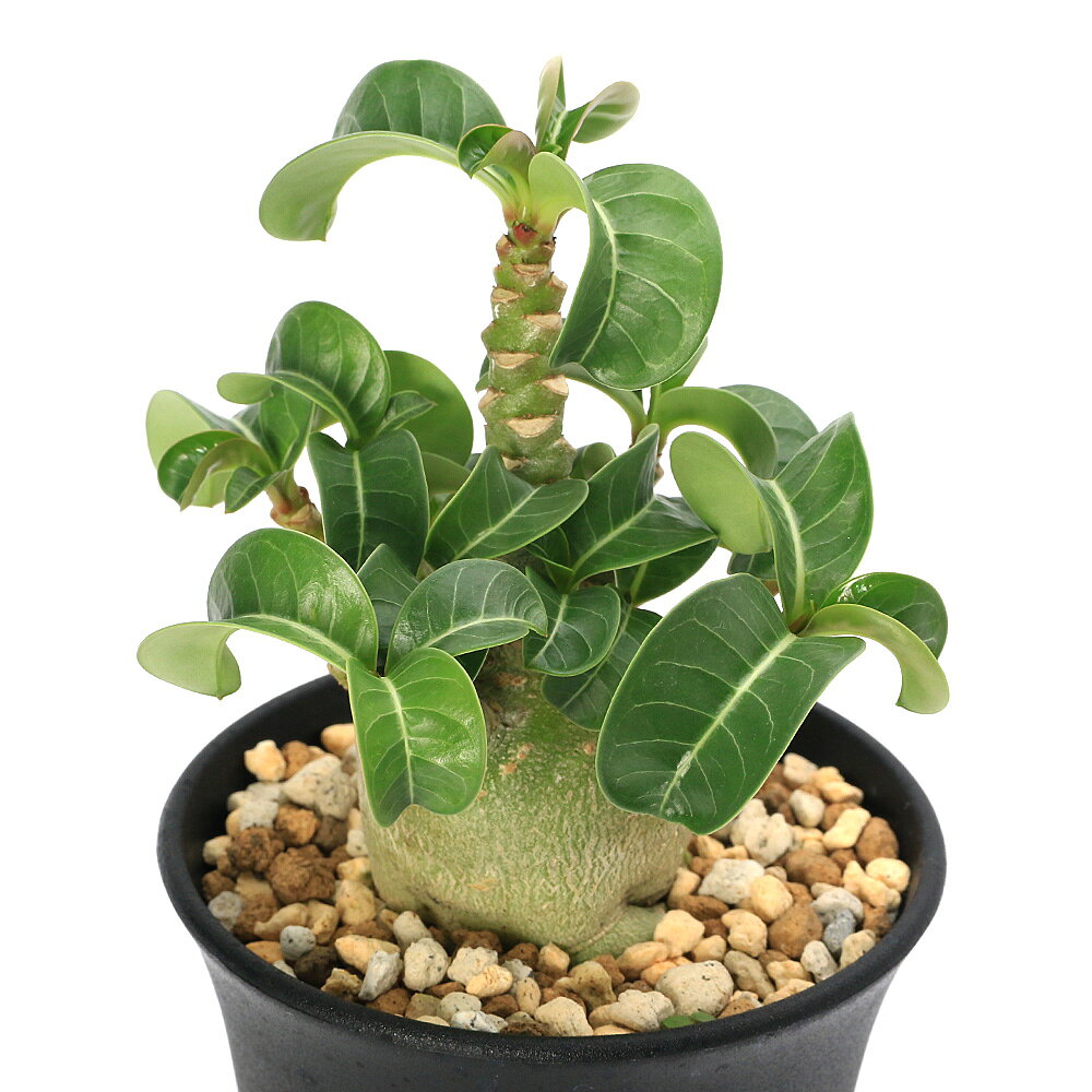 （多肉植物）アデニウム　ハイブリッド　メデューサ　3〜3．5号（1鉢）秋〜春落葉　コーデックス