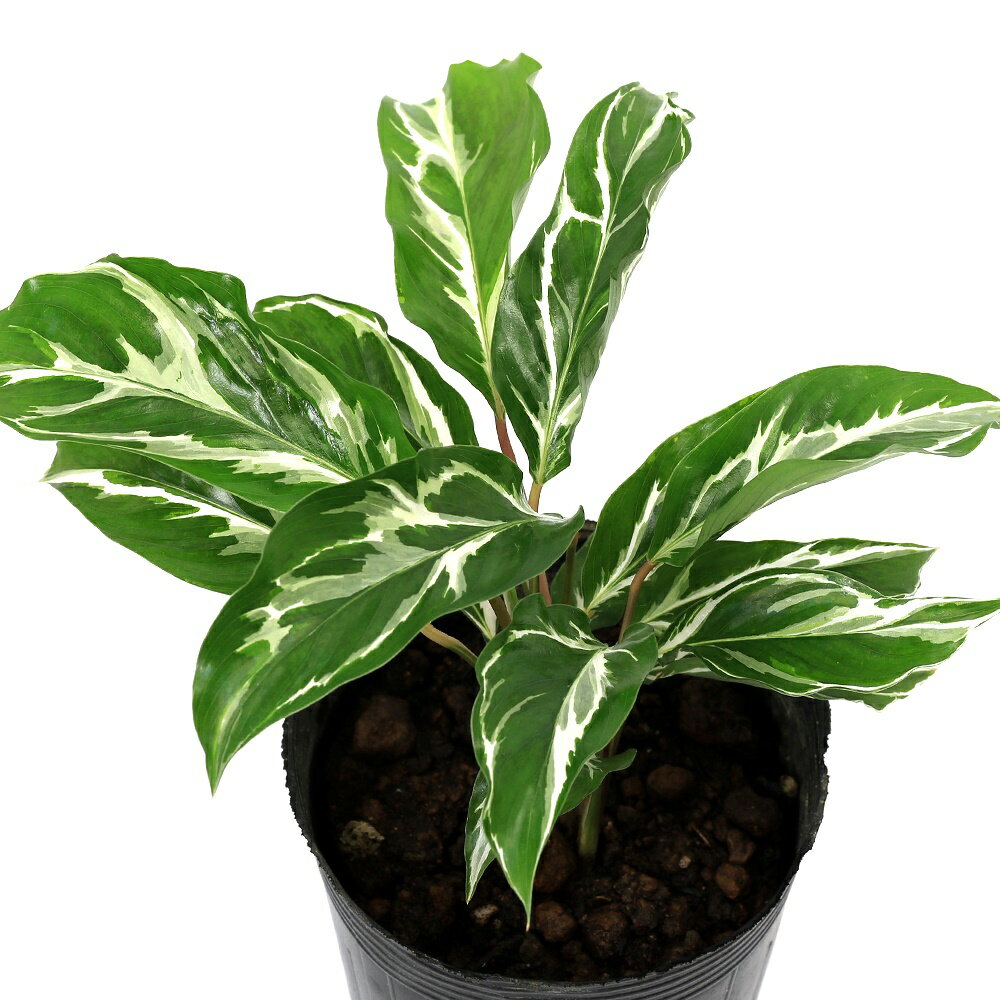 （観葉植物）カラテア ホワイトフュージョン 3．5号（1ポット）