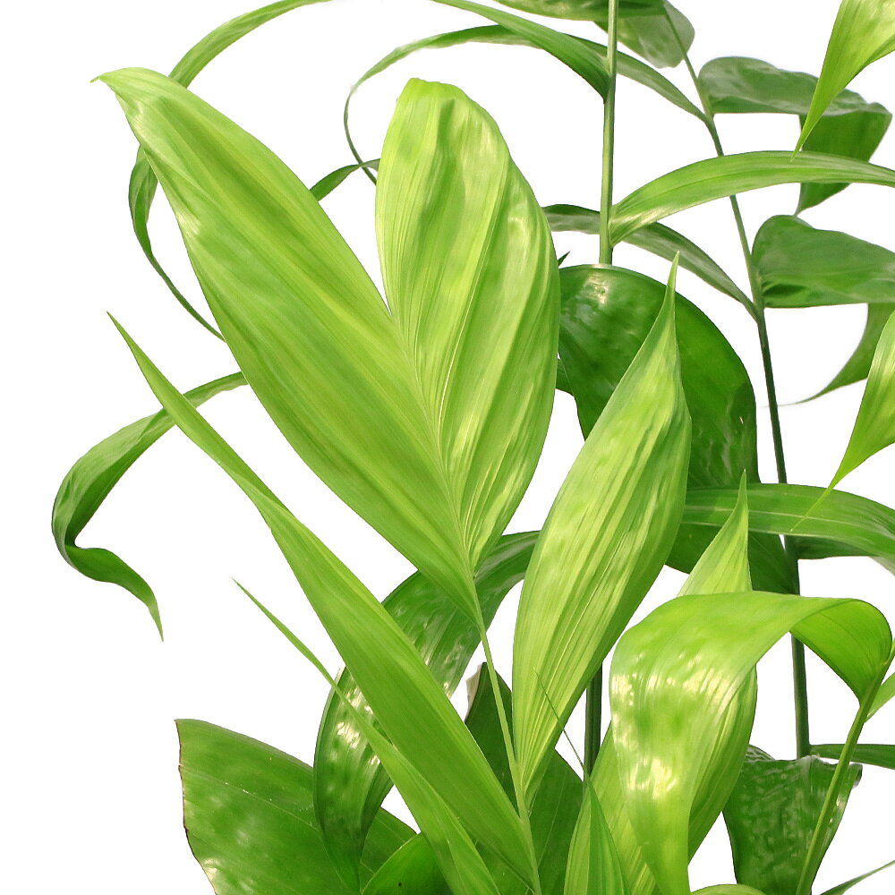 （観葉植物）高性チャメドレア (ミクロスパディクス) 7号（1鉢）