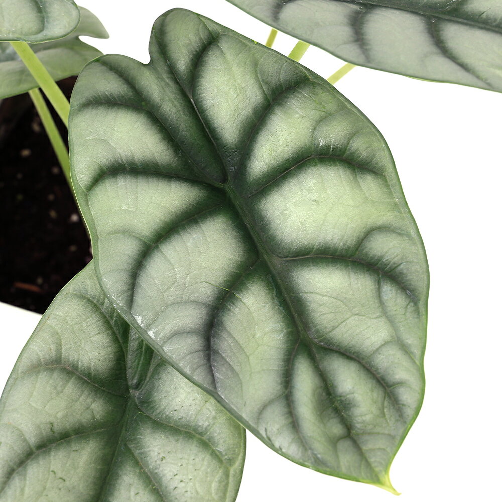 （観葉植物）アロカシア シルバードラゴン 4号（1鉢）