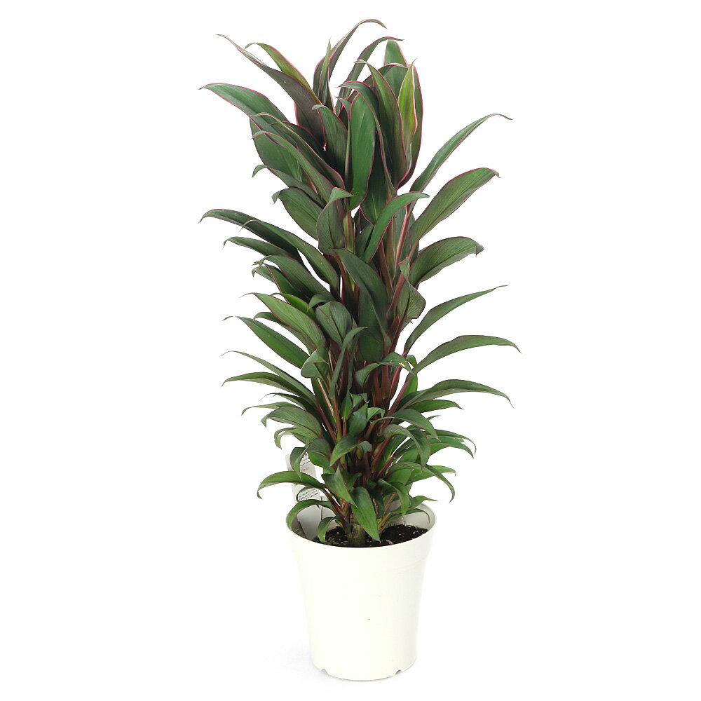 （観葉植物）コルジリネ　レッドエッジ　5号（1鉢）
