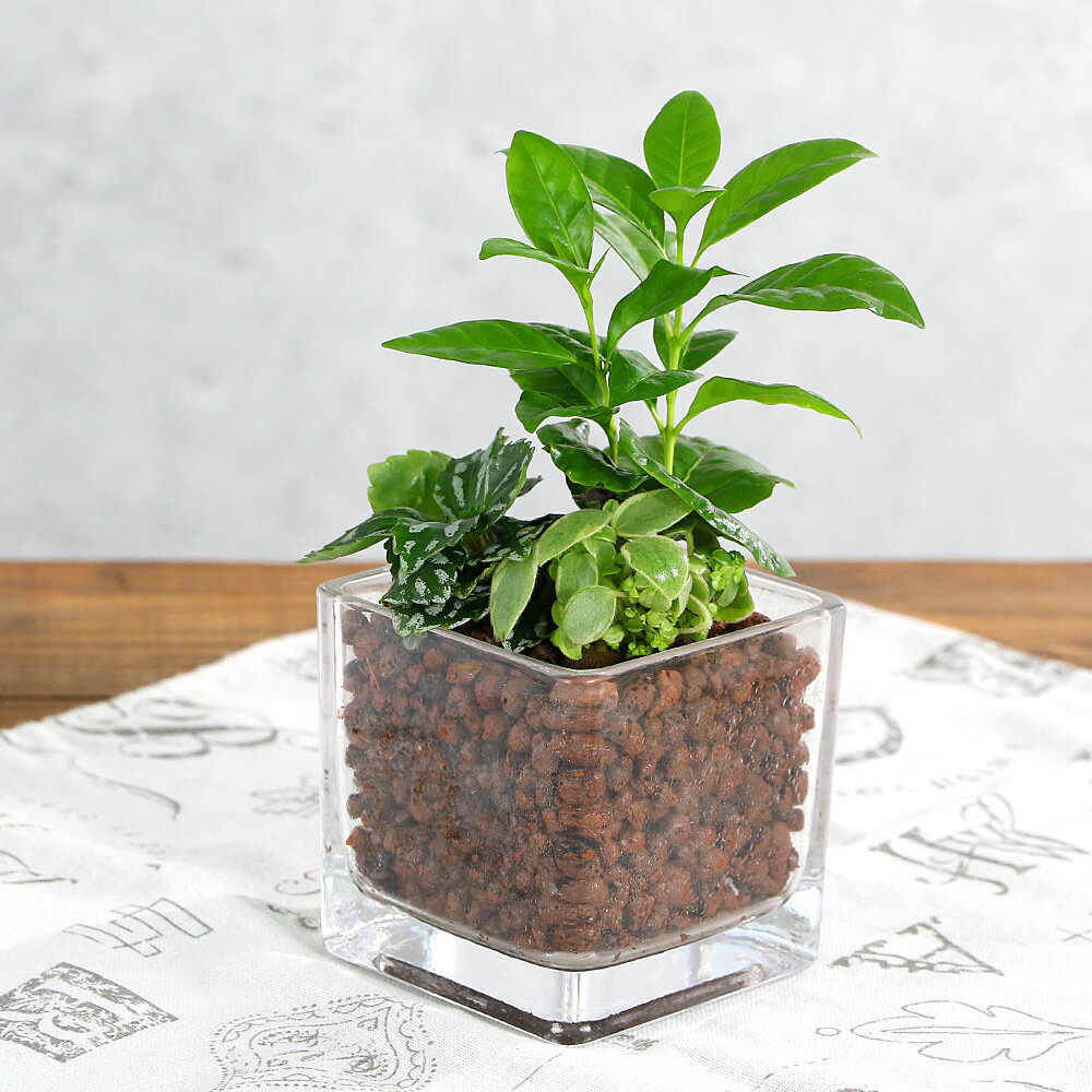 （観葉植物）ハイドロカルチャー ミニ観葉3種の寄せ植え ブロックグラス（1個） レカトン 鉢植え おしゃれ 室内 プレゼント