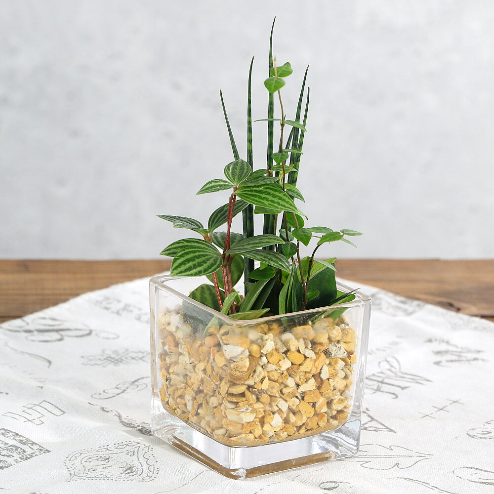 （観葉植物）ハイドロカルチャー ミニ観葉3種の寄せ植え ブロックグラス（1個） ゼオライト 鉢植え おしゃれ 室内 プレゼント